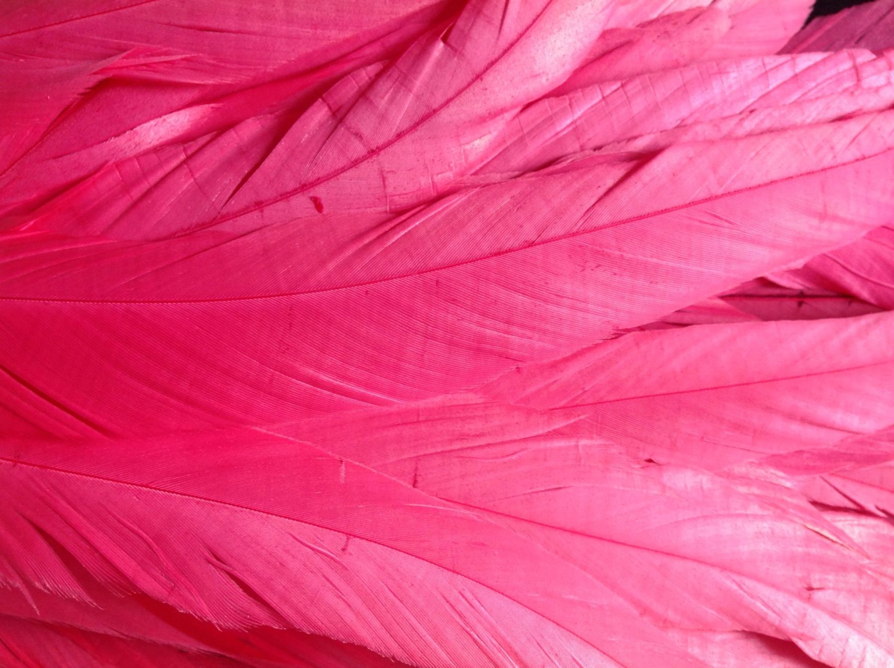 Bright Pink Rooster Feathers Long - Delicia Feathers