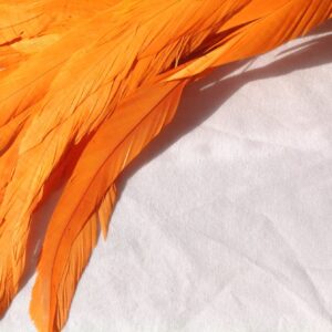 Bright Orange Rooster Feathers