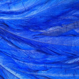 Electric Blue Rooster Feathers