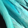 Aqua Rooster Feathers