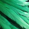 Emerald Green Rooster Feathers