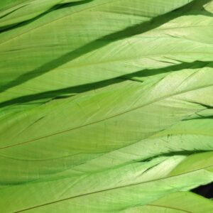 Chartreuse Green Rooster Feathers Long