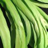 Chartreuse Green Rooster Feathers Long