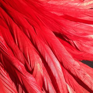 Scarlet Red Rooster