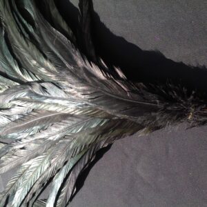 Black Rooster Feathers