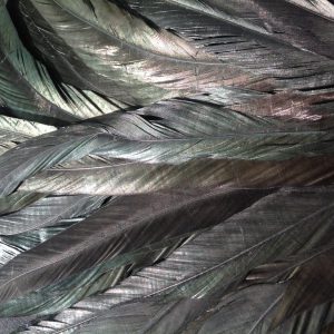 Black Rooster Feathers