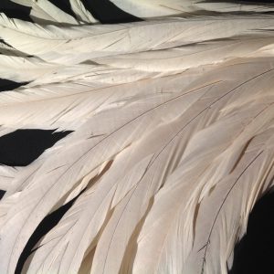Ivory White Rooster Feathers