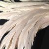 Ivory Rooster Feathers