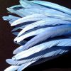 Cornflower Blue Rooster Feathers