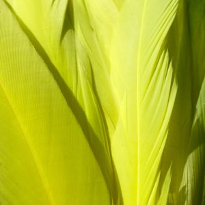 Flo Yellow Rooster Feathers