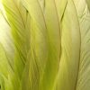 Chartreuse Green Rooster Feathers