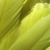 Flo Yellow Rooster Feathers