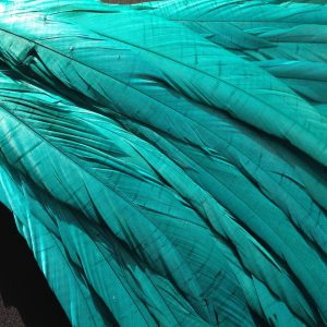 Teal Green Rooster Feathers
