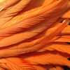 Bright Orange Rooster
