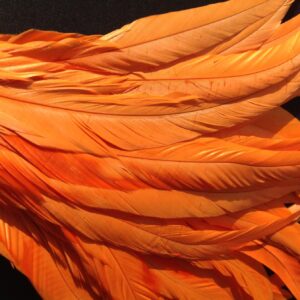 Bright Orange Rooster