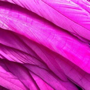 Byzantine Purple Rooster Feathers