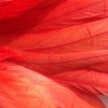 Coral Red Rooster Feathers