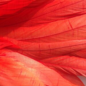 Coral Red Rooster Feathers