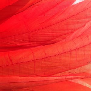Coral Red Rooster Feathers