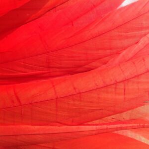 Coral Red Rooster Feathers