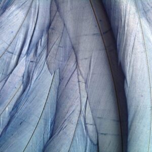 Cornflower Blue Rooster Feathers