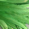 Lime Green Rooster Feathers