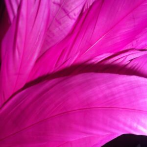 Neon Pink Rooster Feathers