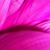 Neon Pink Rooster Feathers