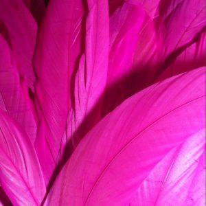 Neon Pink Rooster Feathers