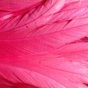 Bright Pink Rooster Feathers
