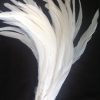 Pure White Rooster Feathers