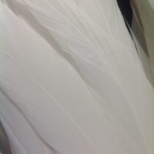 Pure White Rooster Feathers