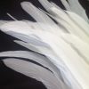 Pure White Rooster Feathers