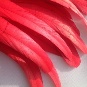 Scarlet Red Rooster Feathers
