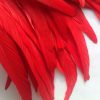 Scarlet Red Rooster Feathers