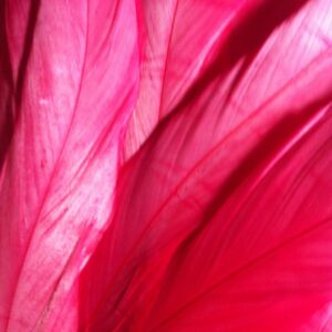 Warm Pink Rooster Feathers