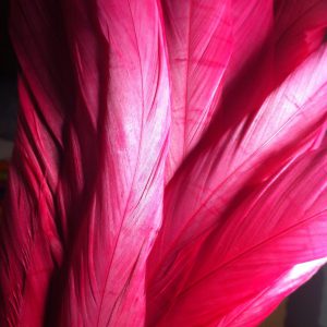 Warm Pink Rooster Feathers