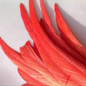 Short Rooster Feathers
