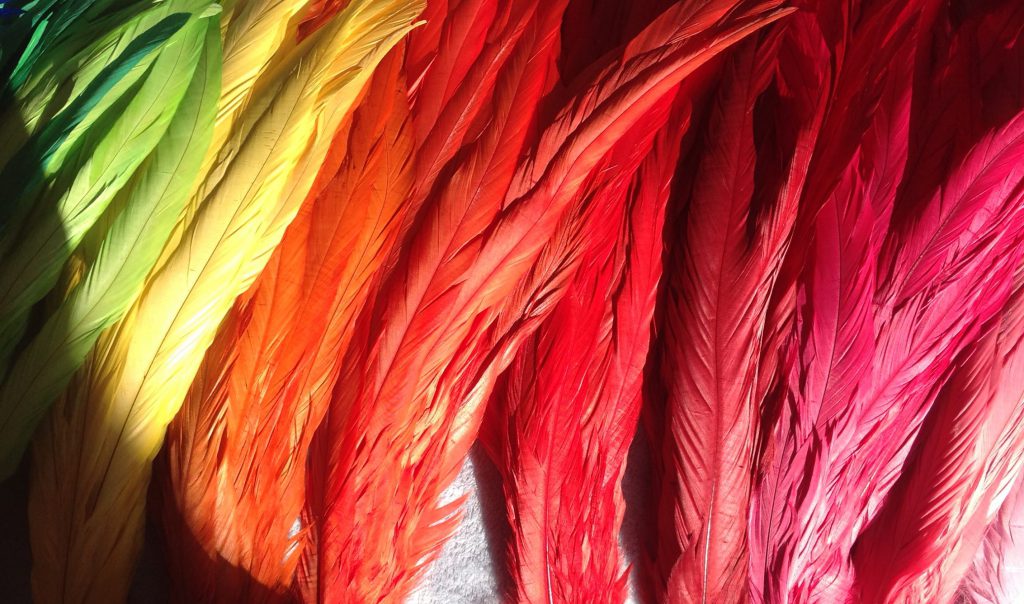 Multicoloured Rooster feathers